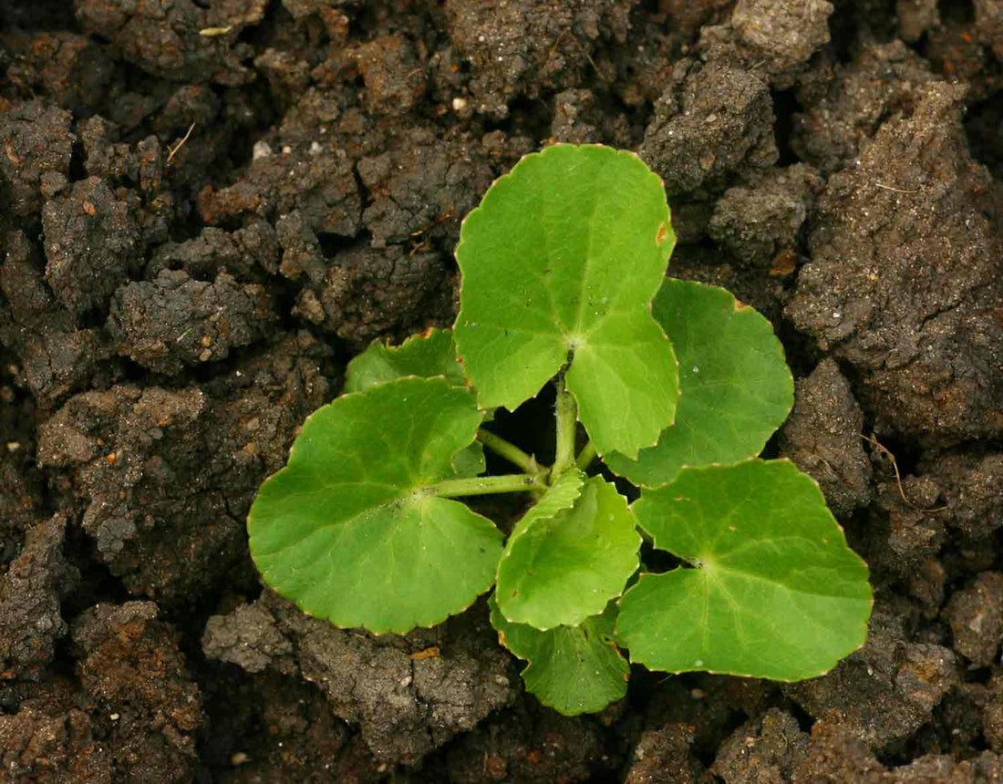 What are The Effects of Centella asiatica on Cellulite?