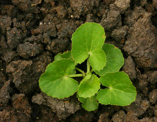 What are The Effects of Centella asiatica on Cellulite?