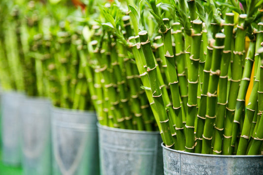 Bamboo benefits