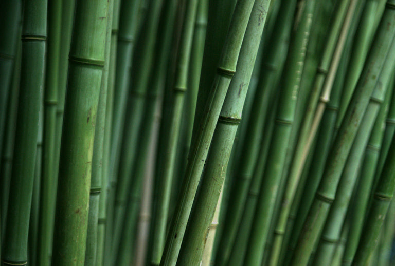 Bamboo Extract