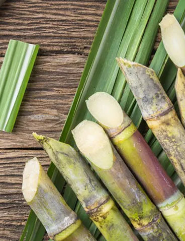 Sugar Cane-Derived DHA