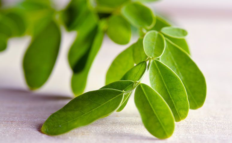 Moringa natural healing effect